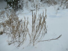 Erysimum hieraciifolium