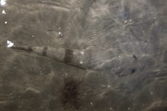 Platycephalus fuscus