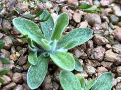 Pseudognaphalium adnatum