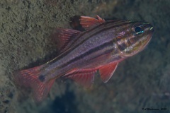 Ostorhinchus limenus