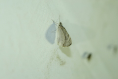 Aplocera praeformata