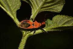 Gminatus wallengreni