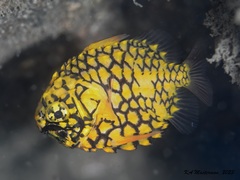 Cleidopus gloriamaris