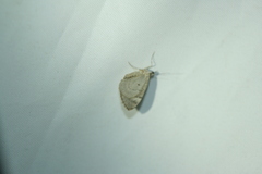 Lomographa bimaculata
