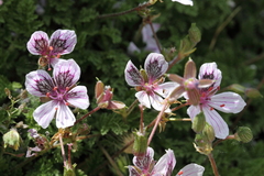 Erodium glandulosum