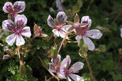 Erodium glandulosum