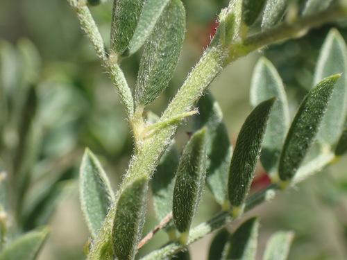 Image of Indigofera pondoensis by (c) Mahomed Desai, some rights reserved (CC BY)
