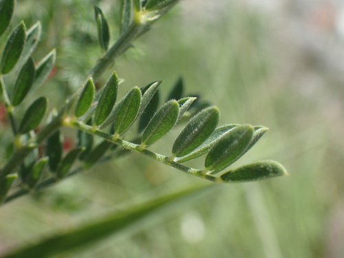 Image of Indigofera pondoensis by (c) Mahomed Desai, some rights reserved (CC BY)