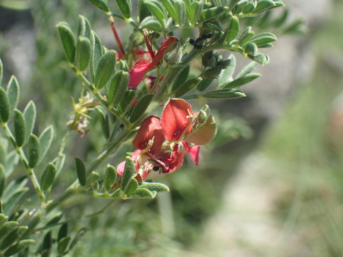 Image of Indigofera pondoensis by (c) Mahomed Desai, some rights reserved (CC BY)