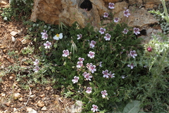 Erodium glandulosum