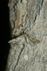 Peribatodes secundaria