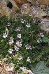Erodium glandulosum