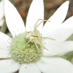 Sidymella rubrosignata