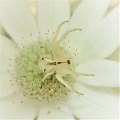 Sidymella rubrosignata