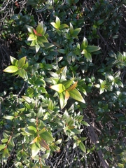 Myrtus