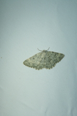 Charissa glaucinaria