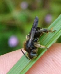 Macropis