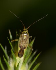Closterotomus