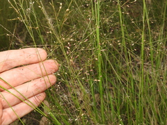 Panicum effusum