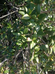 Myrtus