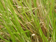 Panicum effusum