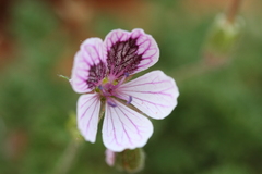Erodium celtibericum