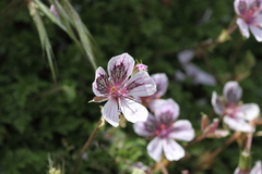Erodium glandulosum