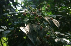 Staphylea malabarica