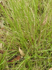 Panicum effusum