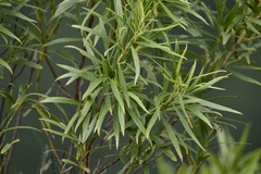 Raulinoreitzia tremula