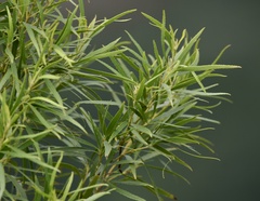 Raulinoreitzia tremula