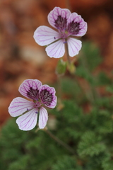 Erodium celtibericum