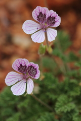 Erodium celtibericum