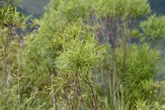 Raulinoreitzia tremula