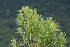 Raulinoreitzia tremula
