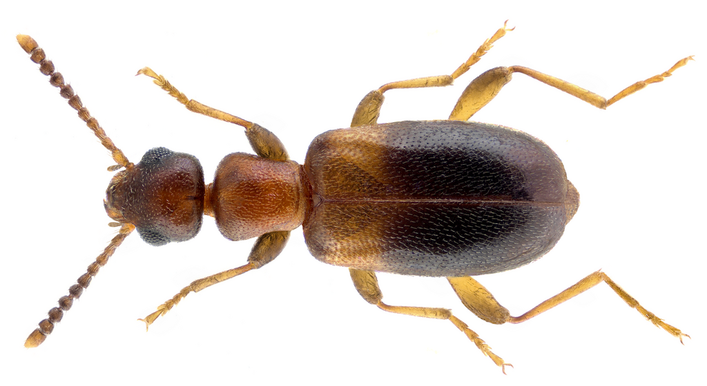 Antlike flower beetle