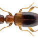 Omonadus formicarius - Photo (c) URSchmidt,  זכויות יוצרים חלקיות (CC BY-SA)