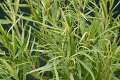 Raulinoreitzia tremula