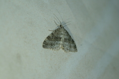 Entephria caesiata