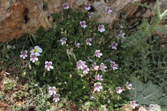 Erodium glandulosum
