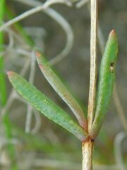 Erepsia aspera