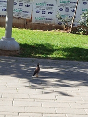 Acridotheres tristis