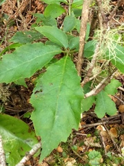 Pseudopanax colensoi