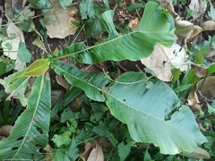 Dilleniaceae