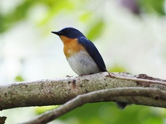 Cyornis sumatrensis