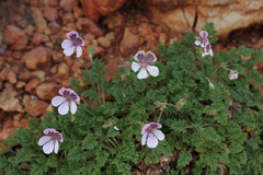 Erodium celtibericum