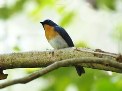 Cyornis sumatrensis