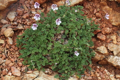 Erodium celtibericum