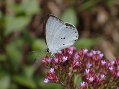 Candalides xanthospilos