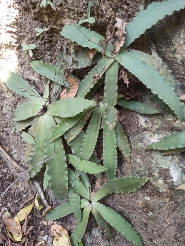 Murdannia fadeniana (Murdannia fadeniana)